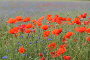 Obraz premium Klatschmohn