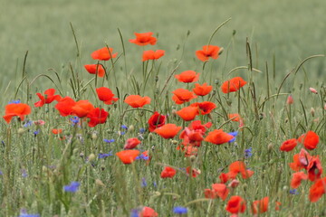 Mohn