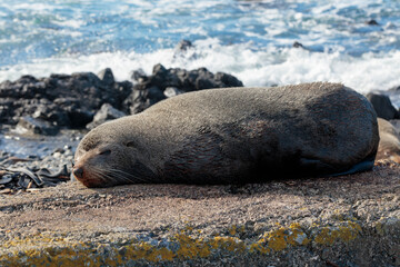 Large wild fur seal sleeping next to the shore with the sea on the background, on the coast of Wellington, New Zealand