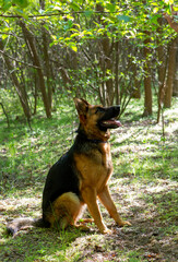 German Shepherd dog ten month