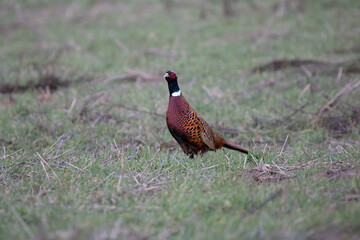 Pheasant rooster in the field