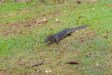 Water Monitor - Komodo Dragon in Lumphini Park - Bangkok, Thailand