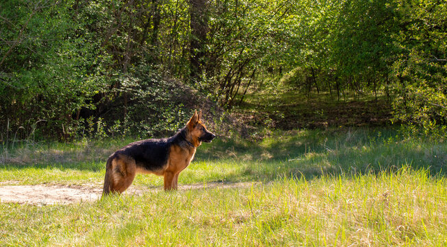 German Shepherd dog ten month