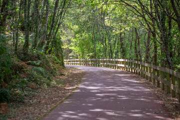 Pedestrian and cycle eco path, asphalt pavement, background and vegetation