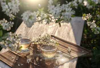Two beautiful glass cups with green tea decorated with white cherry flowers on wooden table in spring garden in setting sun light. Top view.