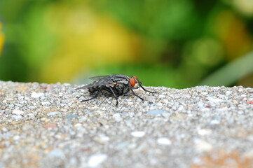 Fly sitting on the ground