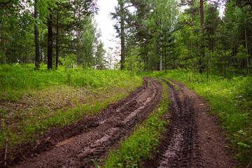 Fototapeta na wymiar The road in the forest. Dirt road in the summer after rain. Off-road. Tourism. Ecotourism. Traveling to inaccessible places.