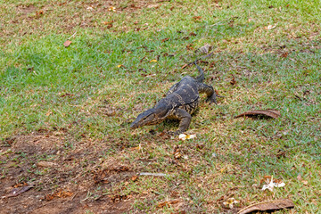 Water Monitor - Komodo Dragon in Lumphini Park - Bangkok, Thailand