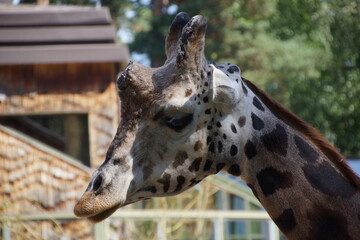 Giraffe