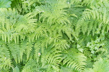 Ferns and daisies vertical garden