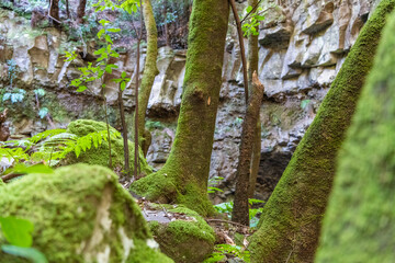 Naklejka premium Rainy forest view from inside