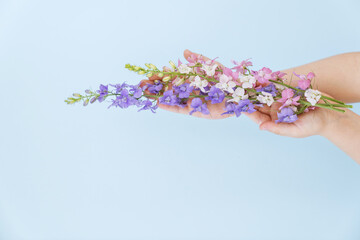 blue, pink and white flowers in hands, blue background.concept natural cosmetics