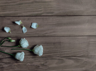 Eustoma flowers with fallen petals on a wooden background