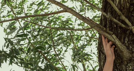 The hand touches a tree branch