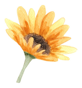 Hand Drawn Watercolor Sunflower Flower