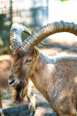 Kuban Tur in zoo aviary. Close-up. cloven-hoofed wild animals in captivity.