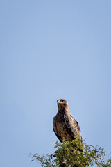 Booted eagle or Hieraaetus pennatus portrait perched on tree trunk with blue sky background at tal chhapar sanctuary, rajasthan, India