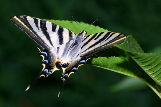 Iberian Scarce Swallowtail Butterfly, Iphiclides feisthamelii, Guadarrama National Park, Segovia, Castile and Leon, Spain, Europe