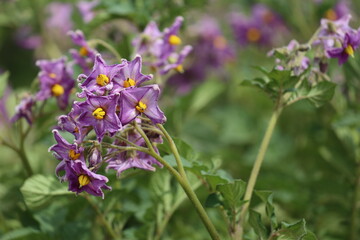 Fototapeta premium じゃがいもの花