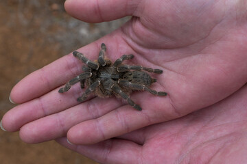 Spider in hand