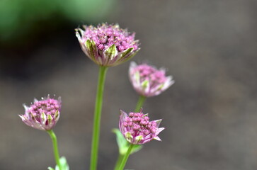 Nahaufnahme von kleinen rosa Blumen