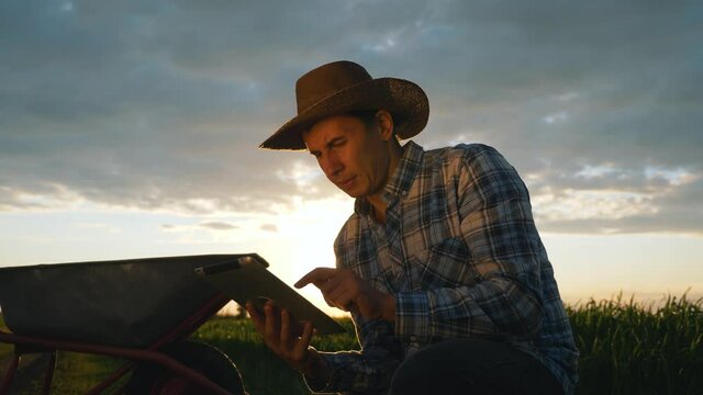 A farmer in a field at sunset uses a digital tablet to measure cereal growth. A person uses the application for monitoring. Agribusiness concept, smart farming.