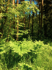 Fototapety na wymiar - Fototapeta24.pl