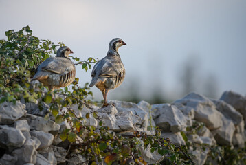 Rock Partridge - Alectoris graeca, beautiful colored bird from Souther Europeans bushes nad rocks, Pag island, Croatia.