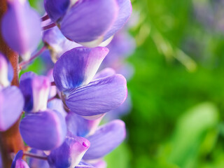 Lupinus with violet flowers blossom. Macro view photo of lupine flower. Herbaceous plant of the legume family with purple flowers. Wildflower. Floral decor for presentation of your product