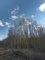 Edge of the forest on a sunny March day.