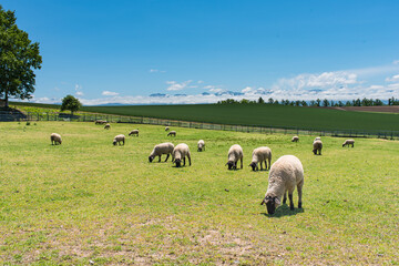 牧草地の羊たち