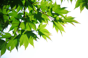 そよ風で揺れる鮮やかな青紅葉【高取城跡-5月】