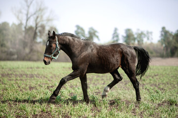 A beautiful horse is riding freely in the field