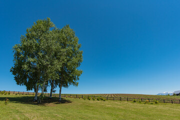 北海道・美瑛の北西の丘展望公園