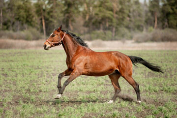 Naklejka na ściany i meble A beautiful horse is riding freely in the field