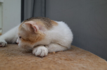Black and white striped cat
Sleep happily with good health