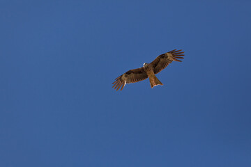 Falcon flies in the sky over steppes of Mongolia. Altai