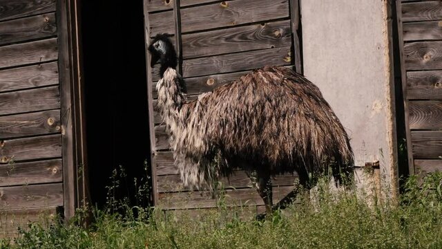 a large EMU bird walks along the house