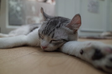 Black and white striped cat
Sleep happily with good health