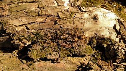 The texture of old wrinkled wood covered with moss