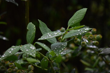 Heidelbeeren nach dem Regen