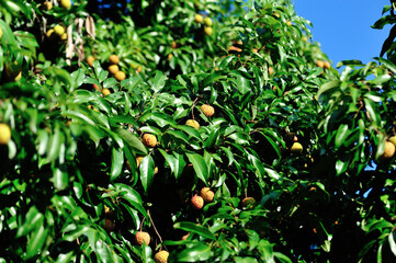 Green lychee fruits in growth on tree background blue sky