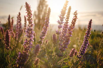 beautiful wild purple flowers at sunset, close up