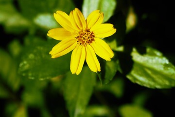 yellow flower on green background