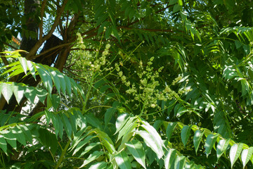 Numerous small flowers in the leafage of Ailanthus altissima in mid June
