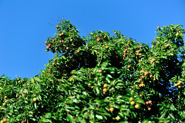 Fototapeta na wymiar Green lychee fruits in growth on tree background blue sky
