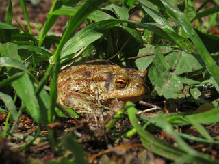 Frog hiding in the green grass close up