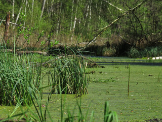 Green duckweed in the swamp