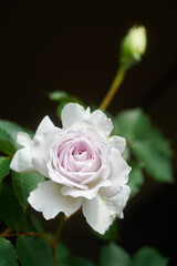 薔薇　ガブリエル