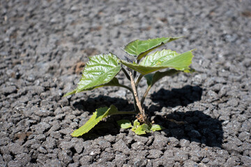 アスファルトを突き破って成長する植物